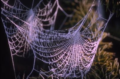 Spider's webs in winter.
