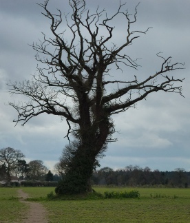 An ancient tree in Marsham. 