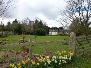 Daffodils in the parish of Dockham.